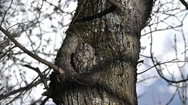 Windy day for the tawny owl (Strix aluco)