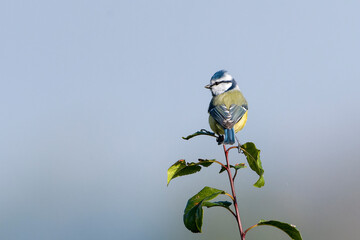 Blaumeise auf einem Zweig.