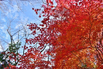 山口　大寧寺　秋　紅葉　モミジ

