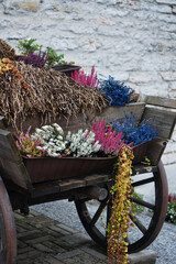 Multi-colored heather and other plants on a wooden cart against the background of a stone wall