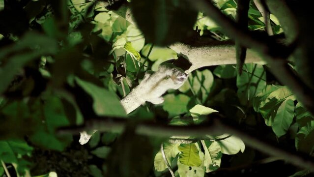 a Sumatran slow loris, Nycticebus coucang. moving very slowly between the leaves of the Ketapang tree. Terminalia catappa