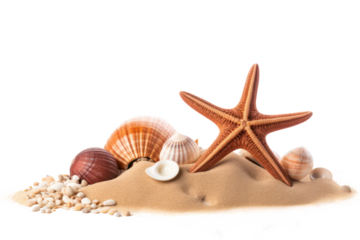 shells and starfish on sand isolated on transparent background