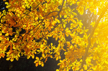 Obraz na płótnie Canvas Oak tree leaves under evening sun in autumn