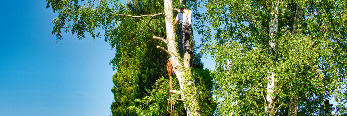 Mature male tree trimmer high in birch tree, 30 meters from ground, cutting branches with gas...