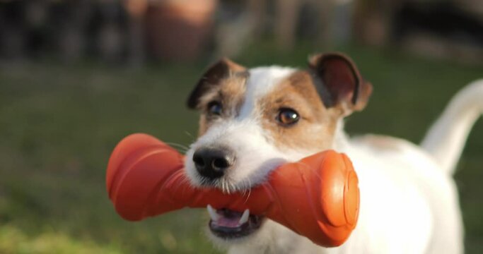 The dog is playing with a bright toy. Jack Russell running on the grass on a sunny autumn day.