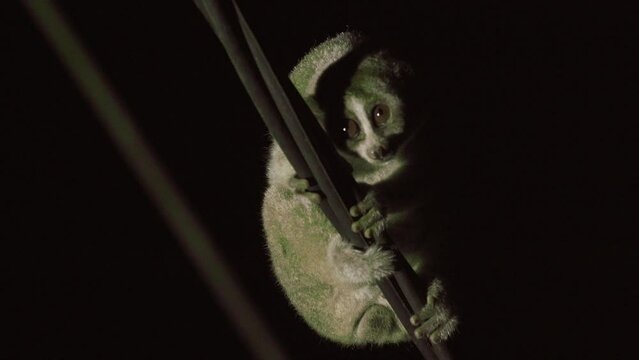 a Sumatran slow loris or Nycticebus coucang creeps very slowly on poles and power lines. nocturnal animals.