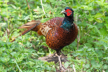 Pheasant wandering through the undergrowth