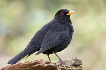 Solitary Blackbird resting before taking flight again 