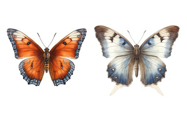 Obraz premium Beautiful butterfly on a white background