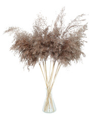 Dry decorative pampas grass in a glass vase, isolated on transparent background