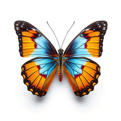 Fototapeta premium Bright Yellow and blue Butterfly Isolated on Clean White Background