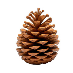 Scots pine cone isolated on transparent background