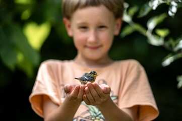 Precious little baby bird sitting on hands of a kind little boy