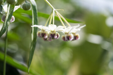 Beautiful balloon milkweed flowers.