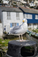 Seagull guarding a dust bin. This Seagull kept pinching peoples Cornish pasties!