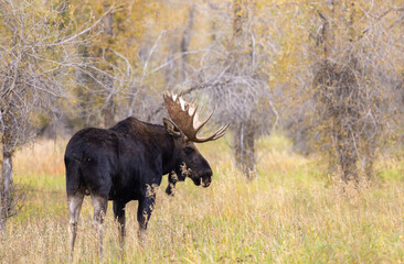 Bull Moose During the Rut in Wyoming in Autumn