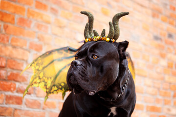 Black Cane Corso dog in a dragon costume with wings and horns on the background of a brick wall....