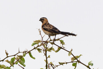 Veuve de paradis,.Vidua paradisaea, Long-tailed Paradise Whydah
