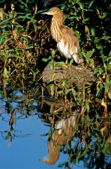 Crabier chevelu, Héron crabier, Ardeola ralloides, Squacco Heron