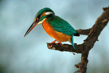 Martin pêcheur d'Europe,.Alcedo atthis, Common Kingfisher