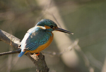 Martin pêcheur d'Europe,.Alcedo atthis, Common Kingfisher