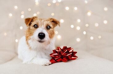 Happy cute new year holiday jack russell terrier dog smiling with christmas lights and gift bow
