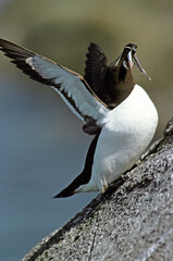 Pingouin torda, Petit Pingouin.Alca torda, Razorbill