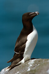 Pingouin torda, Petit Pingouin.Alca torda, Razorbill