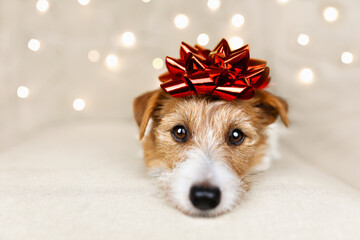 Funny cute new year holiday dog puppy looking with a gift bow on her head and christmas lights on the background.