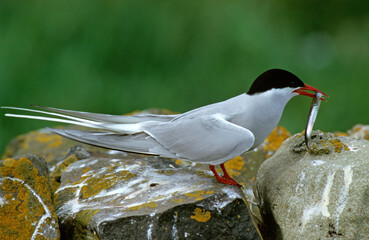 Sterne arctique,.Sterna paradisaea, Arctic Tern, Lançon, Hyperoplus lanceolatus