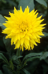 Dahlia x 'Primrosa' , Dahlia cactus