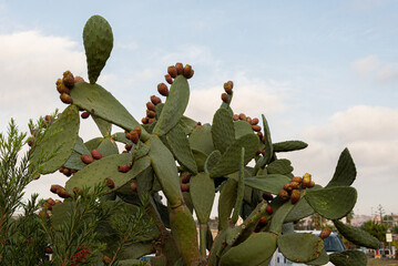 Opuntia, commonly called the prickly pear cactus
