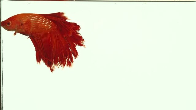 A Red siamese fighting fish,Halfmoon betta fish isolated on white background. .Fighting fish are beautiful fish that are very popular to raise. .When it spreads its fins it is very beautiful.