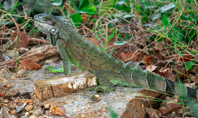 Common iguana in the bushes in Guadeloupe