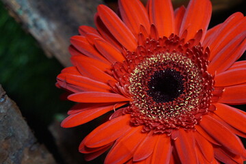red gerber daisy, orange autumn flower background, gerbera daisy in the garden