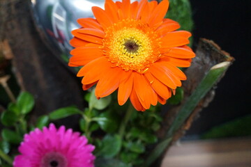 orange gerbera flower, orange autumn flower background, gerbera daisy in the garden