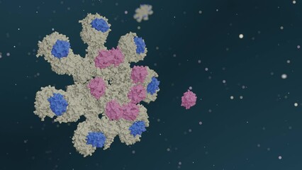 3D animation of Caspase-9 is activated on the apoptosome complex and caspase-9 activate caspase-3