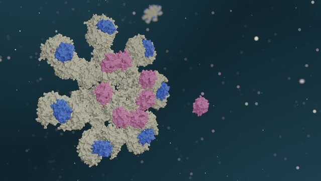 3D animation of Caspase-9 is activated on the apoptosome complex and caspase-9 activate caspase-3