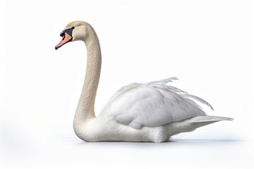 Swan on white background