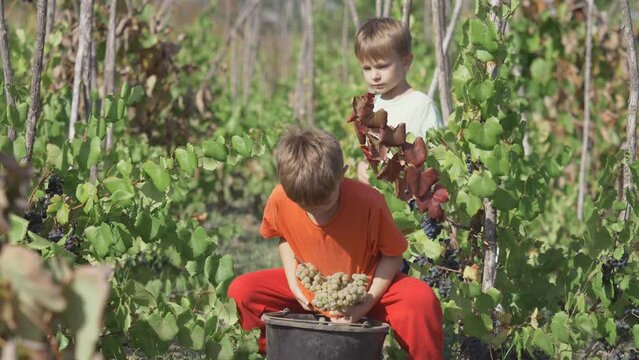 Little cute diligent kids harvesting grapes in their lap and filling the bucket in the vineyard