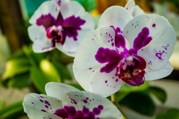 White and purple orchids (phalaenopsis)
