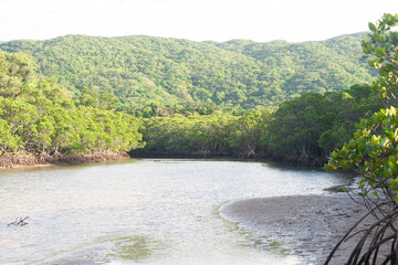 river in the forest,浦底ヒルギ群落,沖縄,日本
