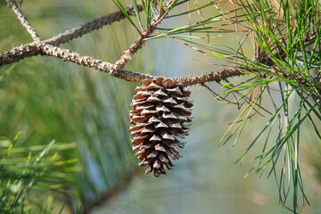 Pinecone hangs from a branch of a loblolly pine tree