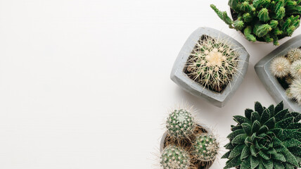 Succulents on white wooden table with copy space, top view. Cactuses in ceramic pots