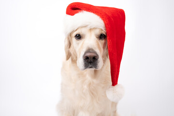 Cute Christmas dog with red Santa hat sitting on white background. Christmas or New Year card with golden retriever.