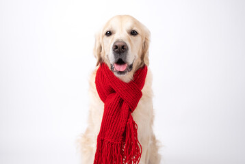 Portrait of a dog on a white background wearing a red scarf. Golden retriever in a warm winter...