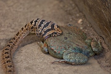 Close up view of Night adder eating huge frog