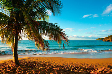 La Perle beach (pearl beach) with isolated coconut tree in Deshaies, Guadeloupe, French West Indies