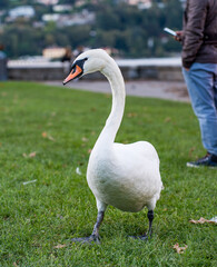 Fototapeta premium Panoramic Splendors: Lake Como Views