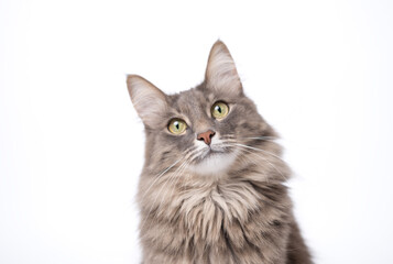 A gray cat sits on an isolated white background and looks into the camera.